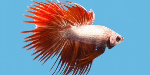 Peixe betta: os cuidados e o aquário ideal