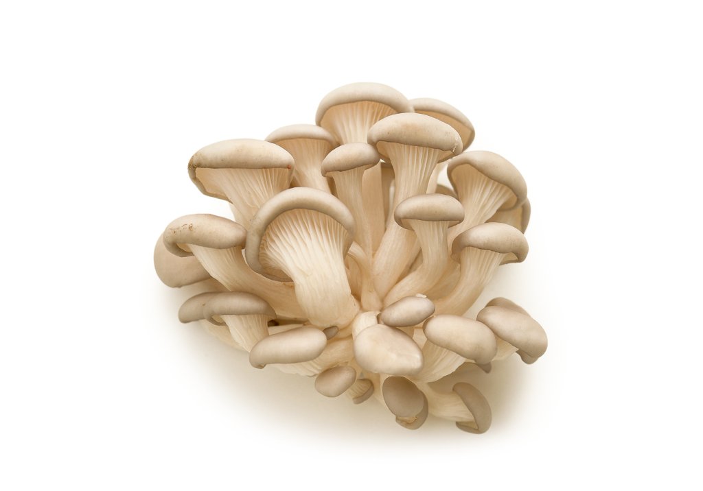 A hora e a vez dos cogumelos