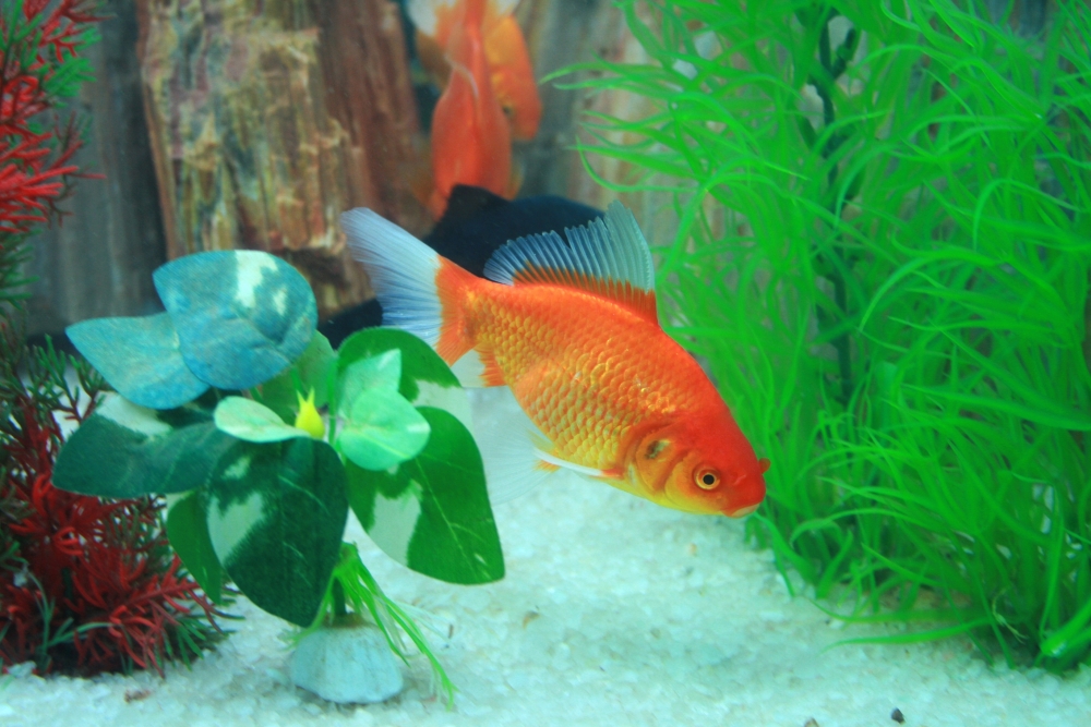 Aquário de água doce – como montar e cuidar