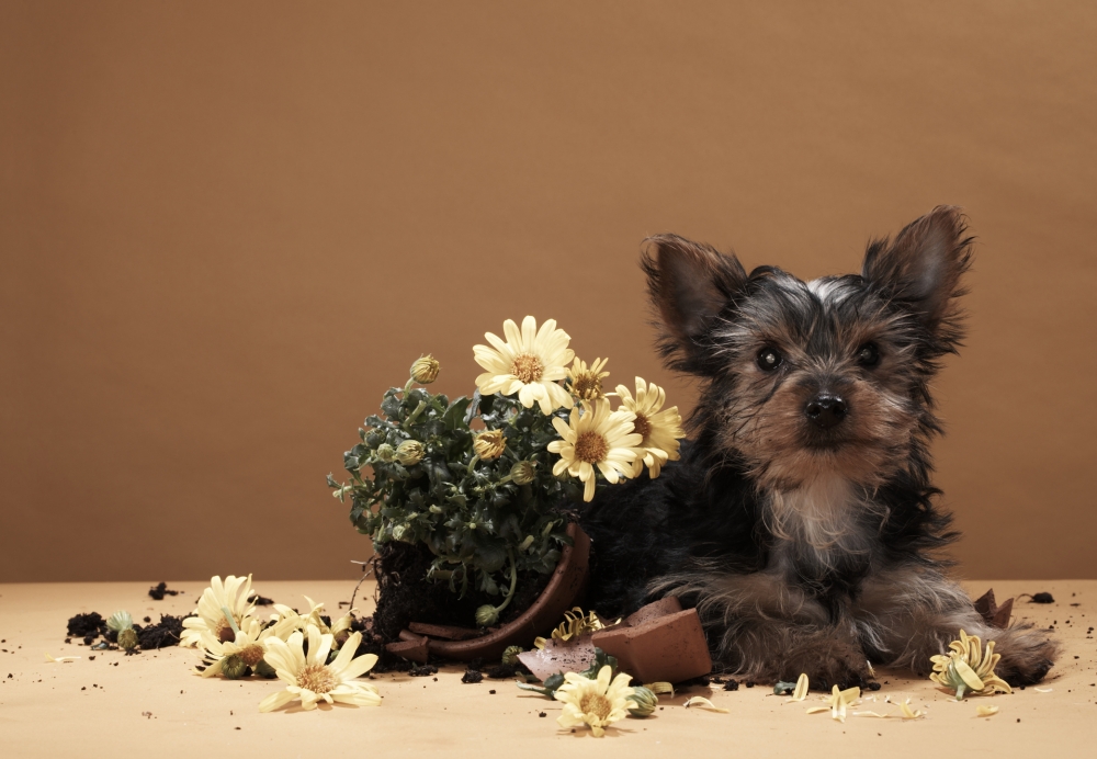 Estamos na primavera, e quais cuidados devo ter com meu pet?