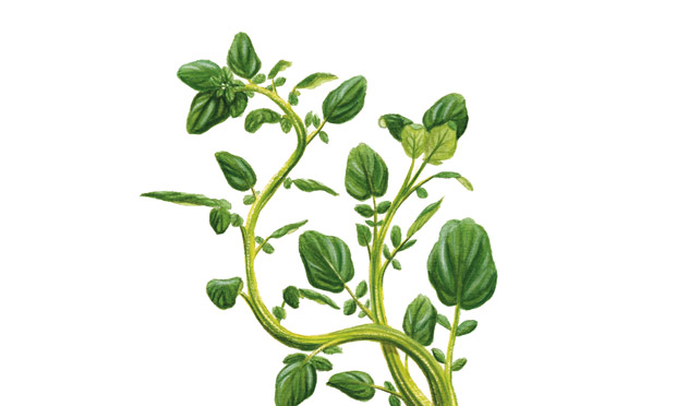 Agrião Agrião