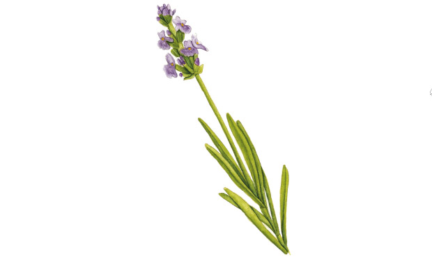 Alfazema Alfazema