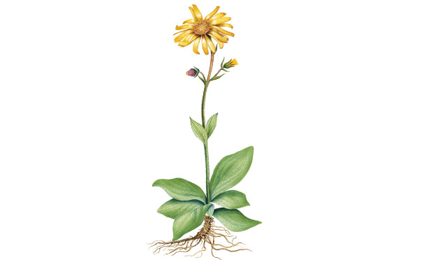 Arnica Arnica