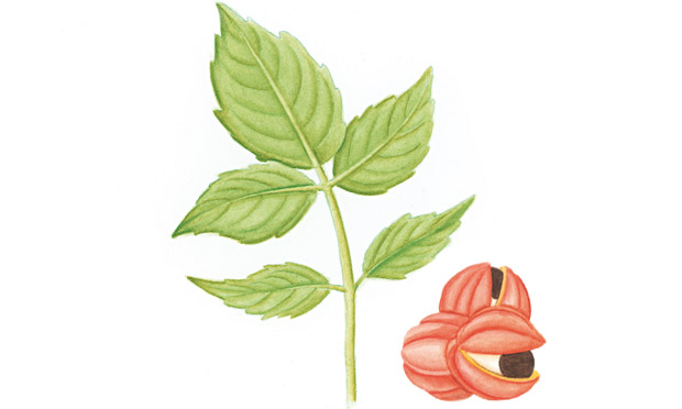 Guaraná Guaraná