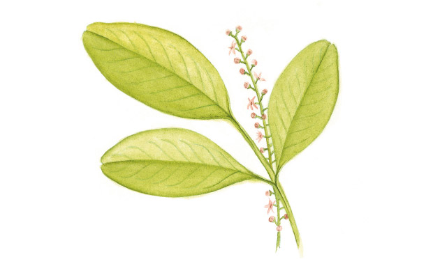 Jaborandi Jaborandi
