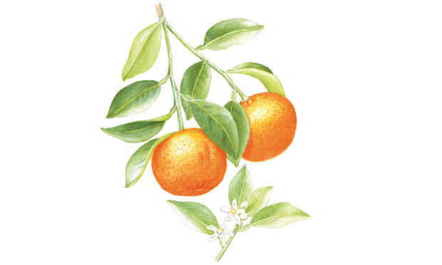 Laranja-da-terra Laranja-da-terra