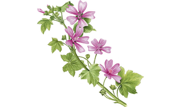 Malva Malva