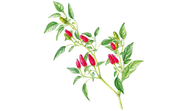 Pimenta Pimenta