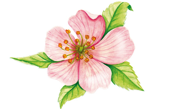 Rosa-mosqueta Rosa-mosqueta