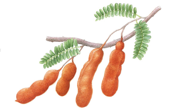 Tamarindo Tamarindo