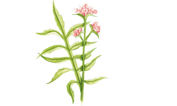 Valeriana Valeriana