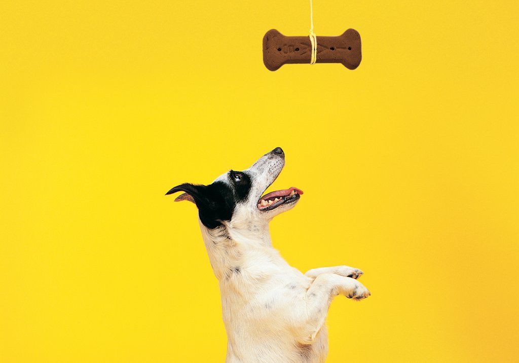 Por que cachorros não podem comer chocolate?