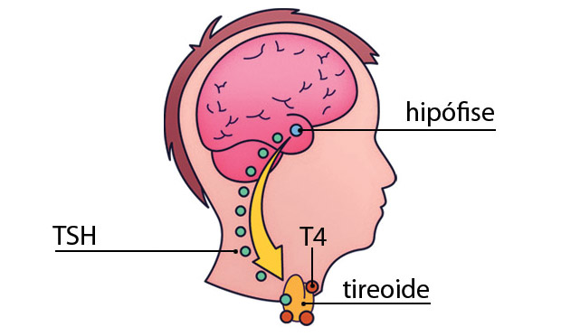 7. TSH e T4