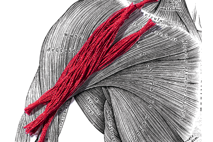 sarcopenia-perda-de-musculos