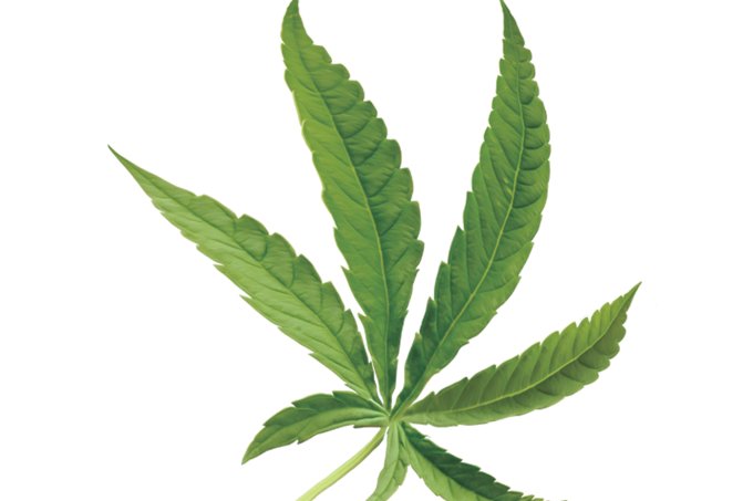 maconha-câncer-leucemia