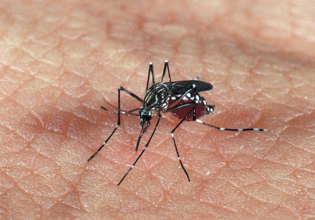 Zika pode causar lesão ocular em bebês (mesmo sem microcefalia)