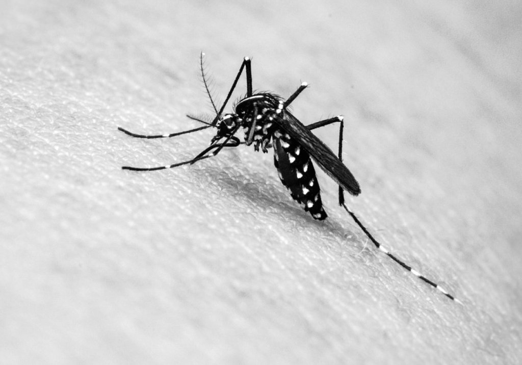 Zika pode ser transmitido pelo pernilongo