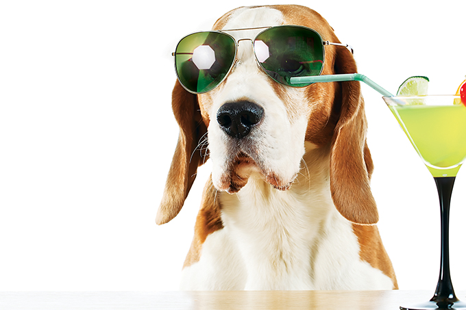 Os principais cuidados com os bichos no Natal e no Ano-Novo