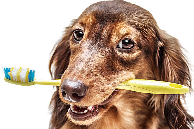 cachorro escovar os dentes pet periodontite saúde bucal