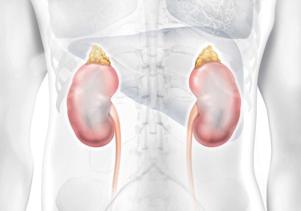 Dia Mundial do Rim e Dia Internacional da Mulher: acesso a hemodiálise e tratamento para doença renal crônica