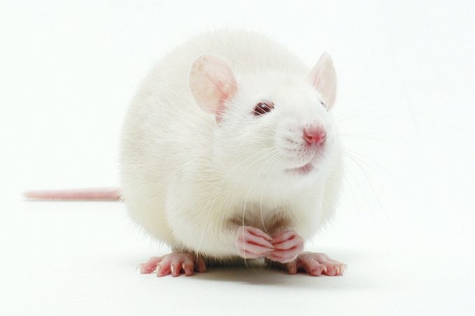 Testes em animais no desenvolvimento de remédios