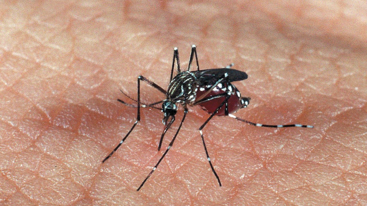 como prevenir a dengue quais os sintomas da hemorrágica