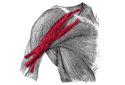 miastenia gravis sintomas