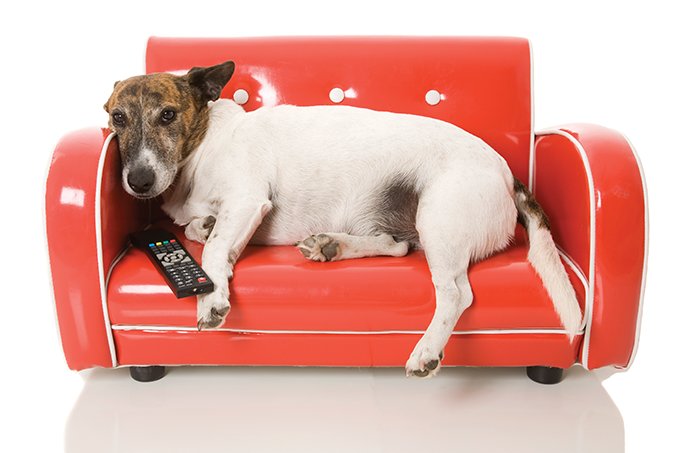 TV boa para cachorro: conheça a DogTV