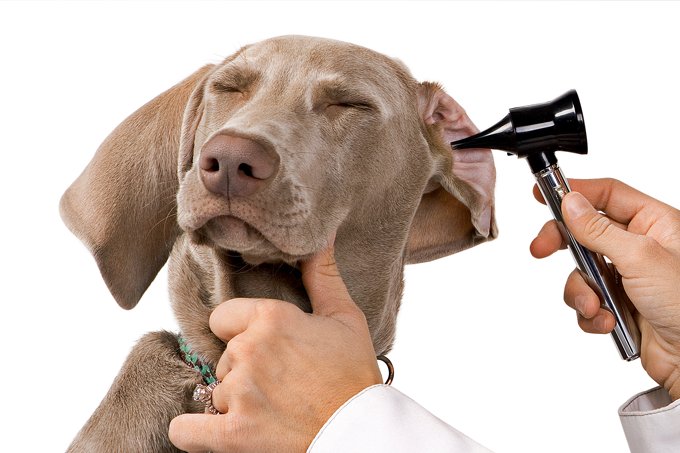 Nova solução para evitar a dor de ouvido nos animais