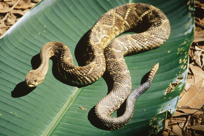 picada de cobra