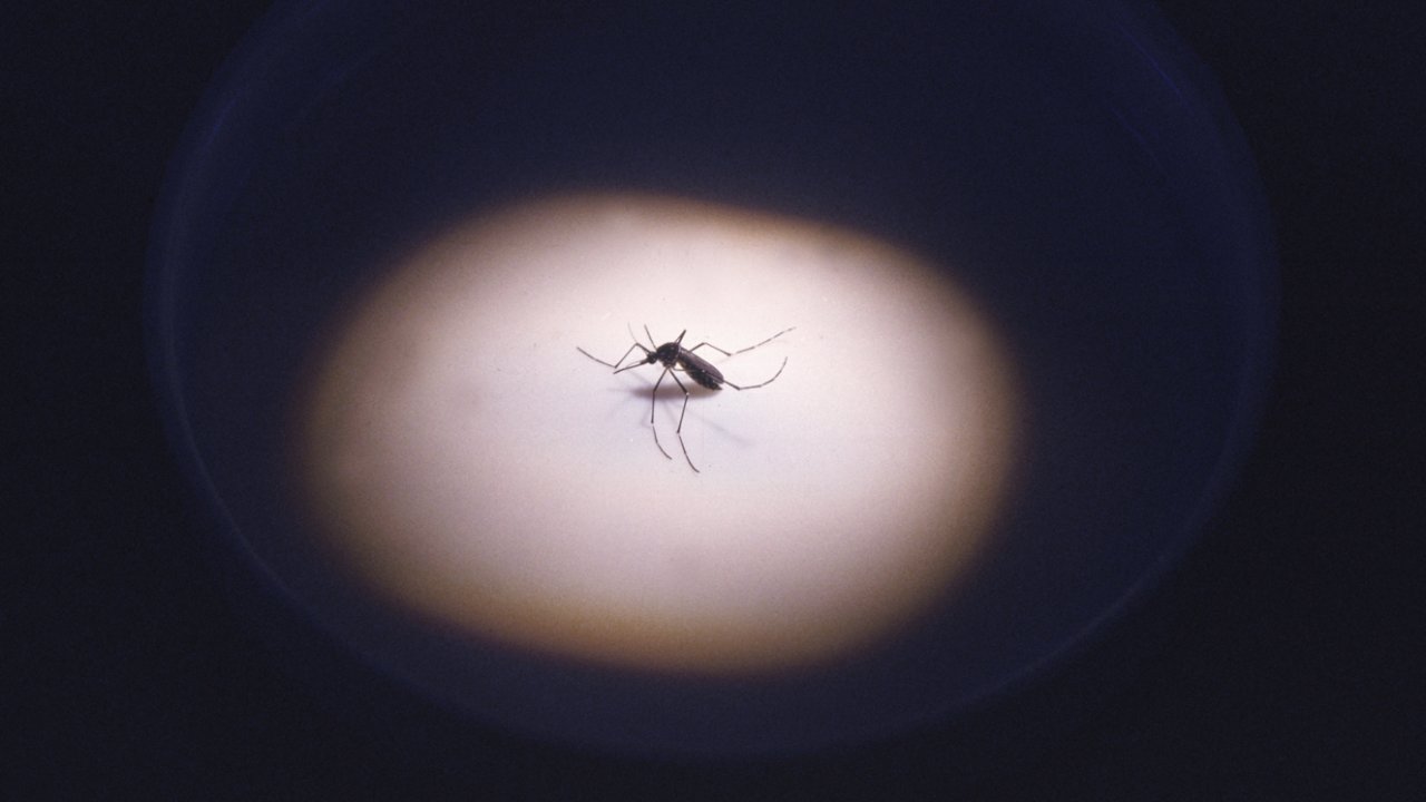 vacina febre amarela