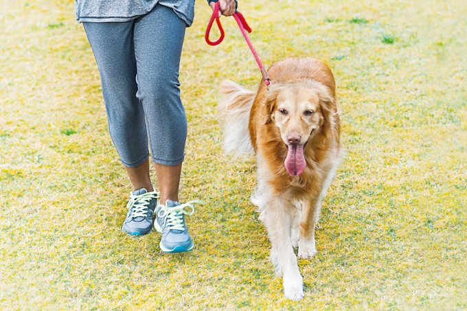 Exercício com cachorros