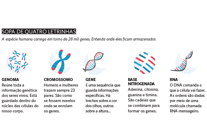 Genética – quadro Genética - quadro