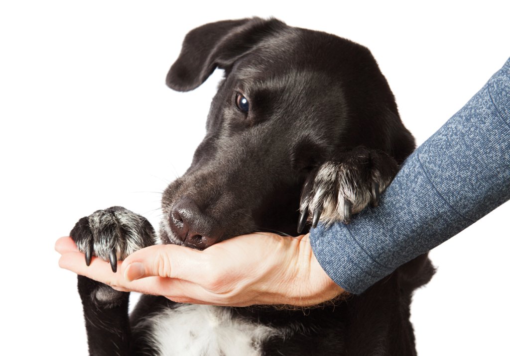 como cuidar dos animais na quarentena