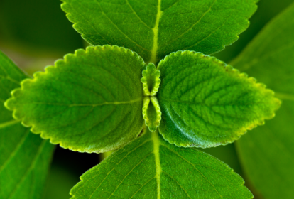 folha de boldo coronavirus