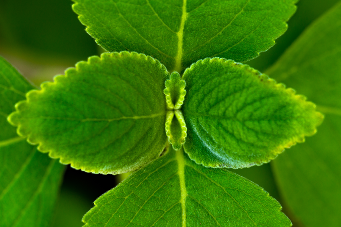 folha de boldo coronavirus