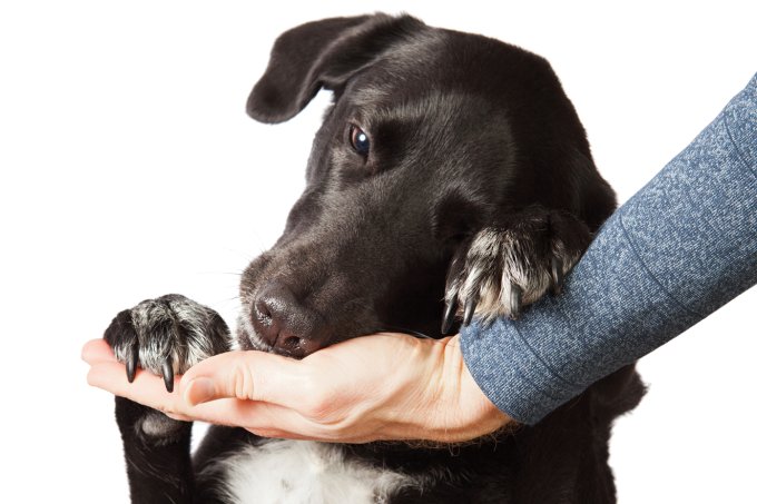 O que fazer com os animais na quarentena?