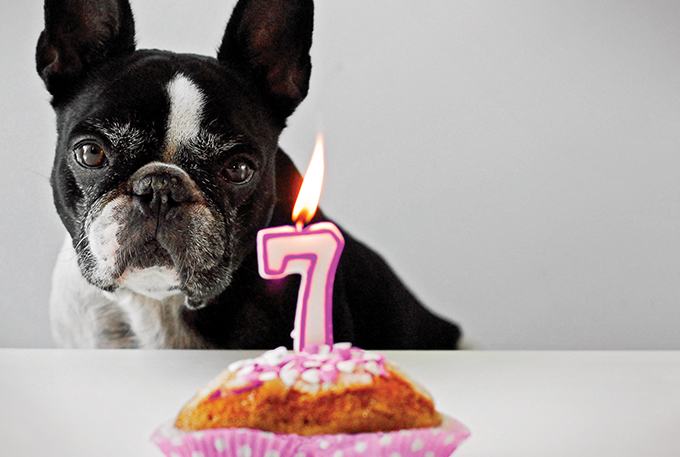 cachorro diante de um bolo de aniversário