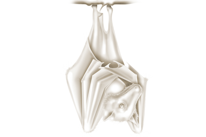 O vírus dos vampiros, lobisomens e zumbis