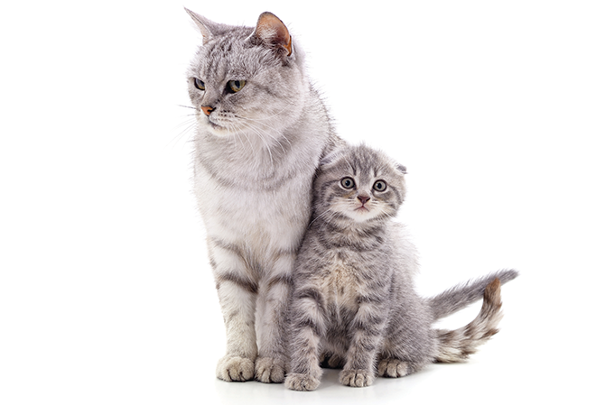 Os estágios da vida felina