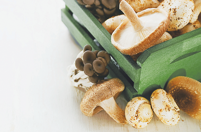 Cogumelos podem ser aliados na prevenção do câncer