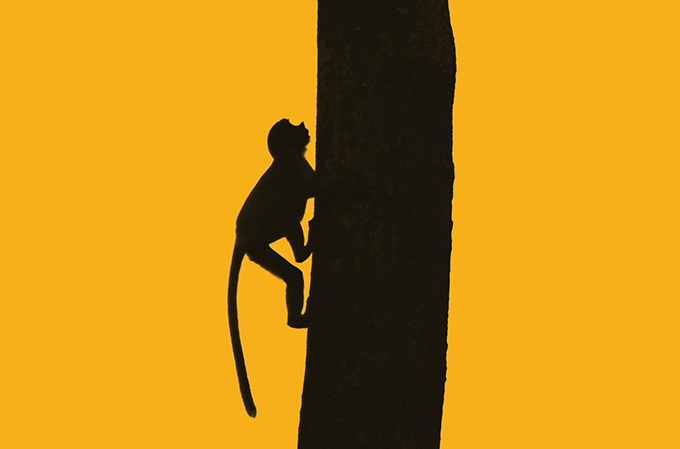 Pelo fim do comércio de animais silvestres