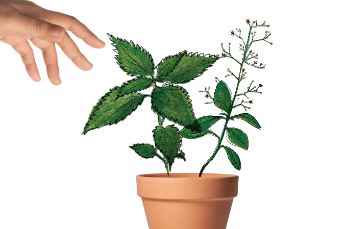 Um cardápio mais PANC: conheça as plantas alimentícias não convencionais