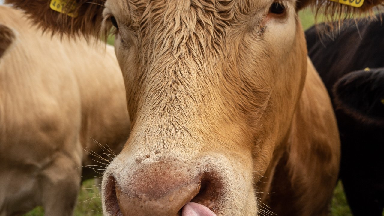vaca louca no brasil