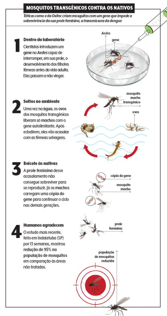materia-dengue-infografico infográfico dos mosquitos transgênicos