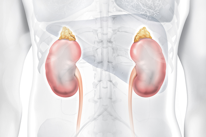 doença renal