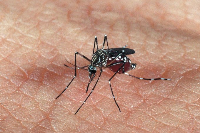 Que zika é essa? Uma história que não pode ser esquecida