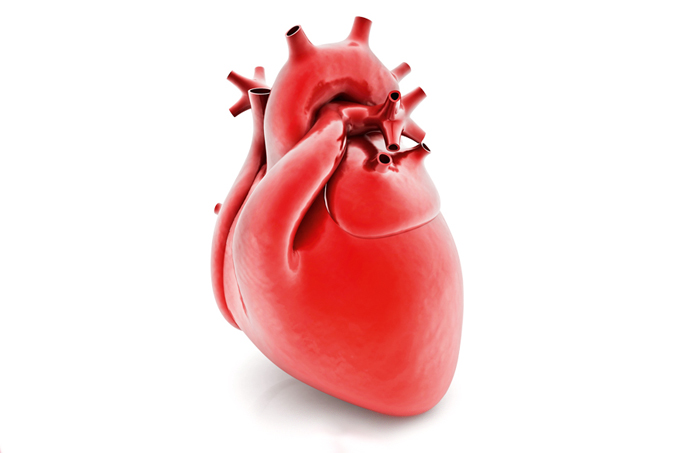 ilustração anatômica de coração