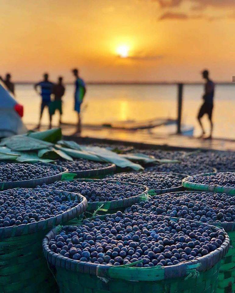 benefícios do açaí