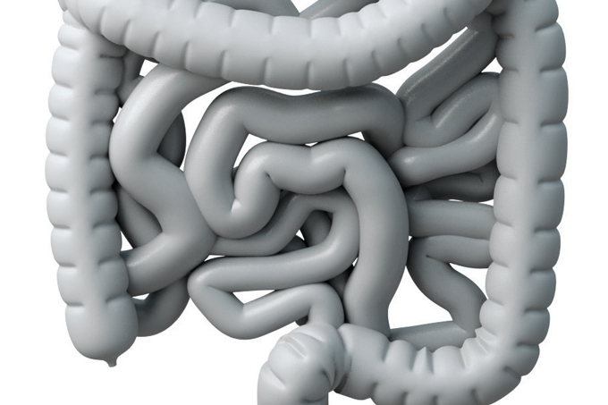 ilustração de intestino